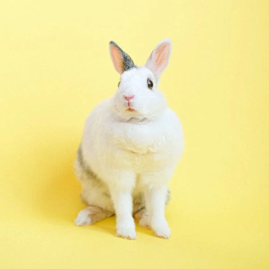 conejo de pascua, Cuentos pascua, cuentos semana santa