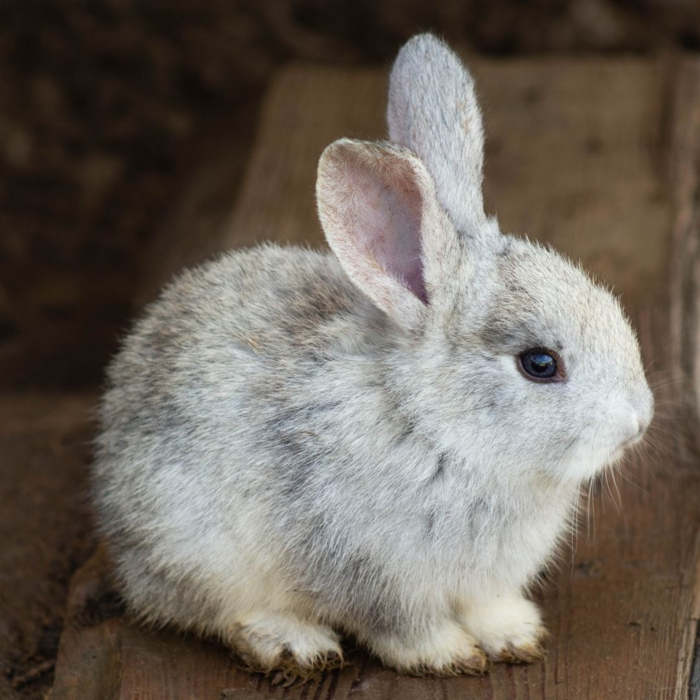 El conejo de terciopelo - Cuentos Clásicos infantiles