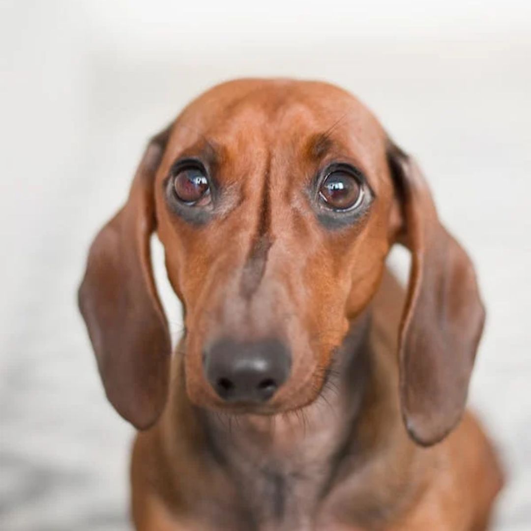 perro, Cuento infantil, cuentos sobre la adopción