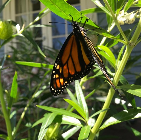 La lección de la mariposa