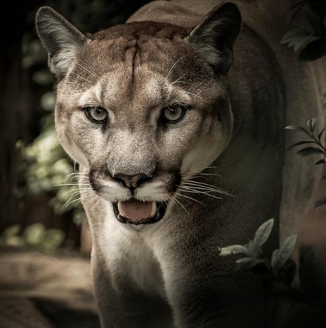 La niña y el puma - Cuentos Clásicos infantiles