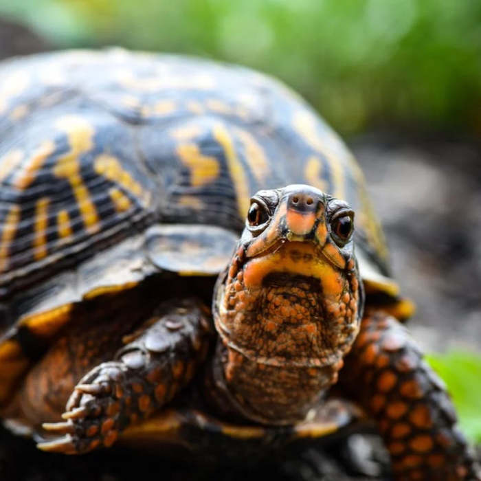 tortuga, cuentos sobre tortugas,