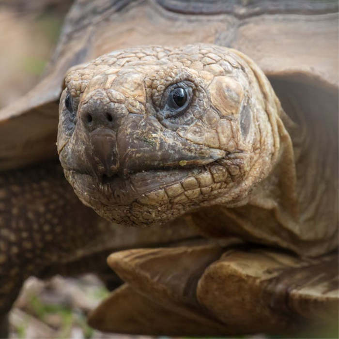 tortuga, poesías sobre las tortugas