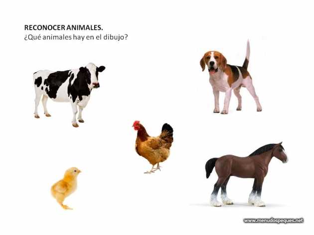 reconocer-animales