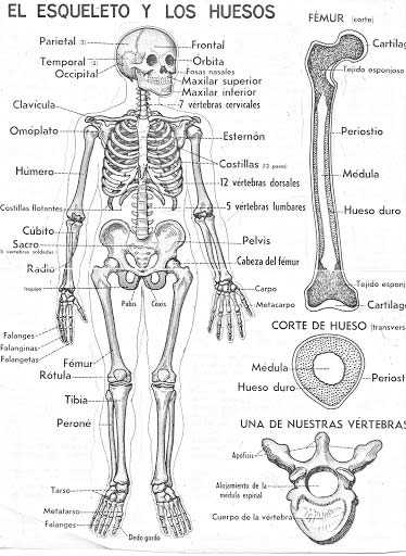 El esqueleto humano, ficha para imprimir