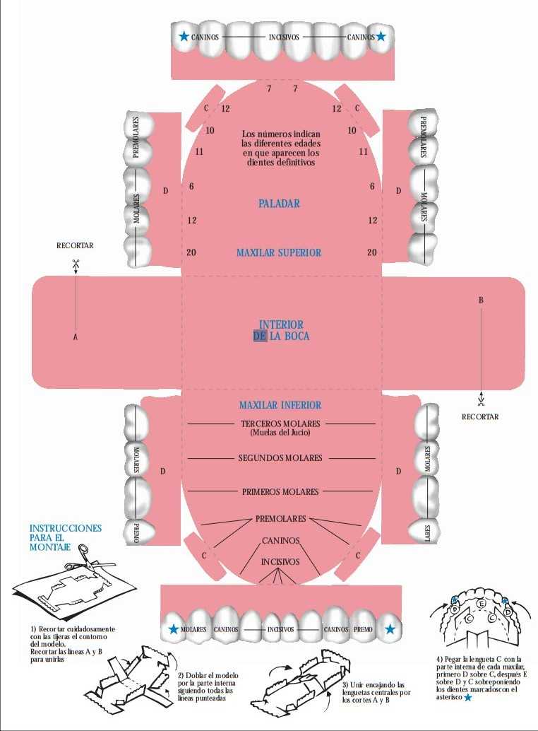 maqueta-dentadura-02