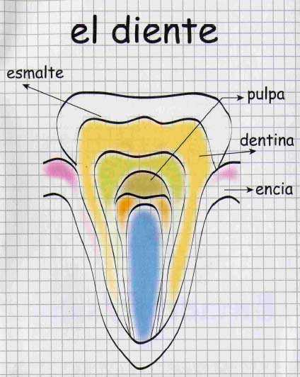 partes dientes