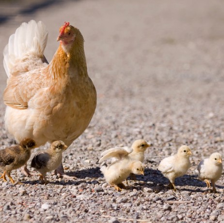 La gallina y el pollito - Retahílas