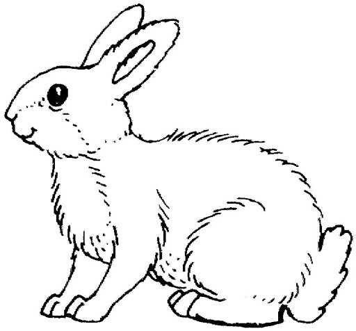 Dibujo conejo para colorear