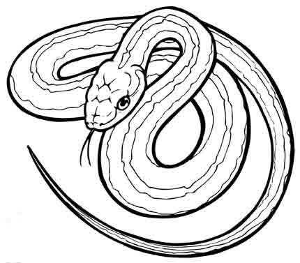 Dibujo serpiente para colorear