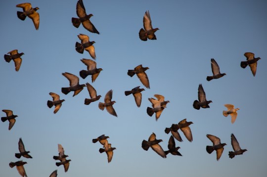 Aves volando, un lugar para todos, poesías animales