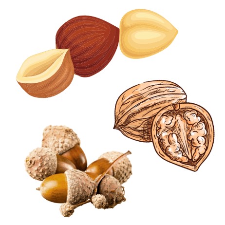 Nueces, Bellotas y Avellanas - Dibujos Frutos secos Otoño