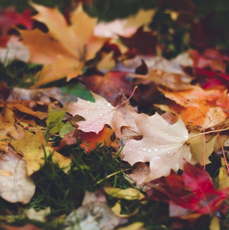 Otoño llego, marrón y amarillo - Canciones infantiles para el Otoño