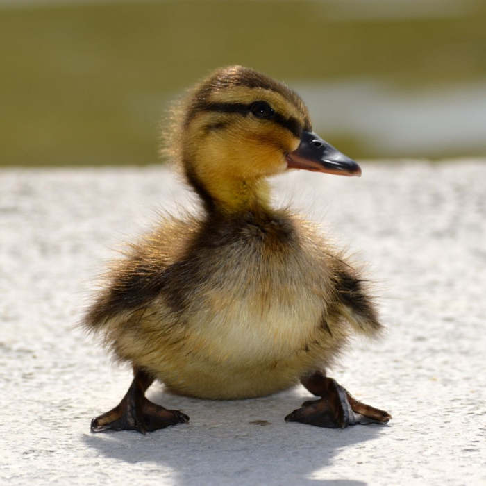 La historia del patito feo ~ Cuento de hadas para niños 