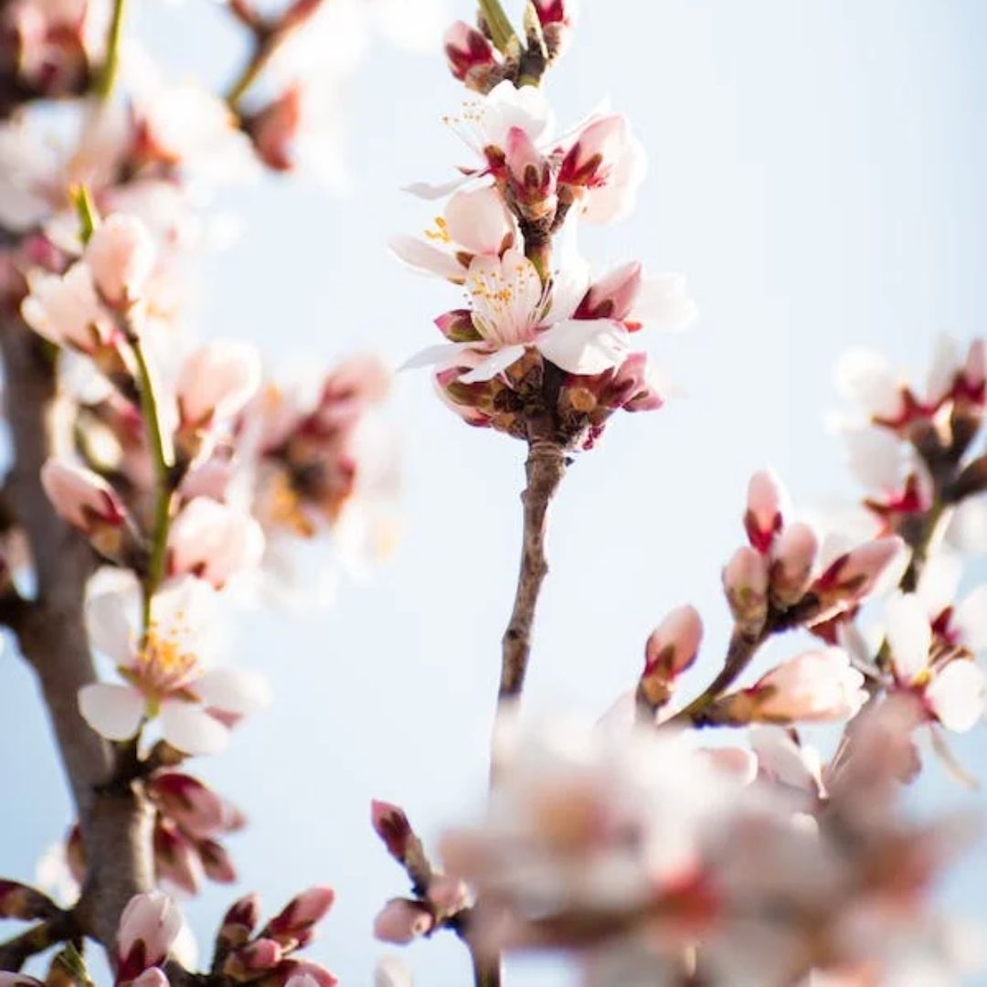 abril poesias, primavera