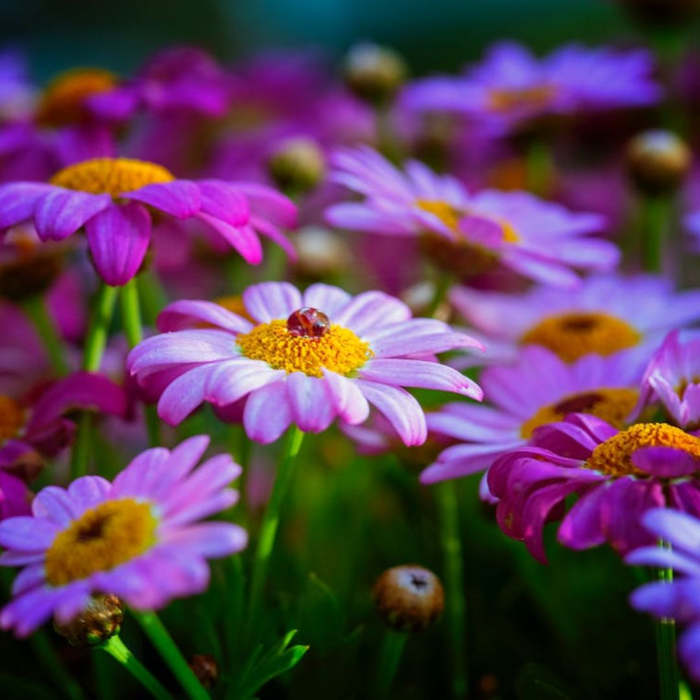 flores, junio poesias, primavera, verano, noche de san juan