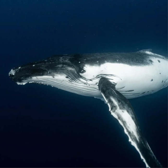 poesias sobre ballenas, animales poemas