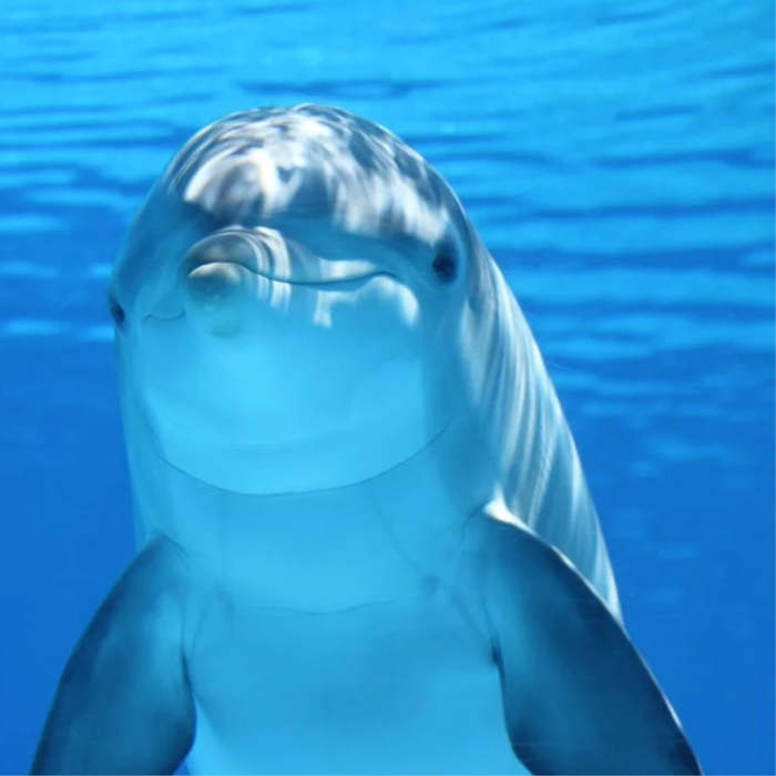 poesias sobre delfines, animales poemas