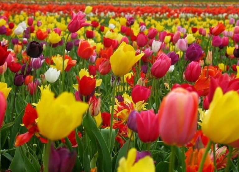 La maestra de las flores