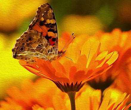 mariposas caracoles