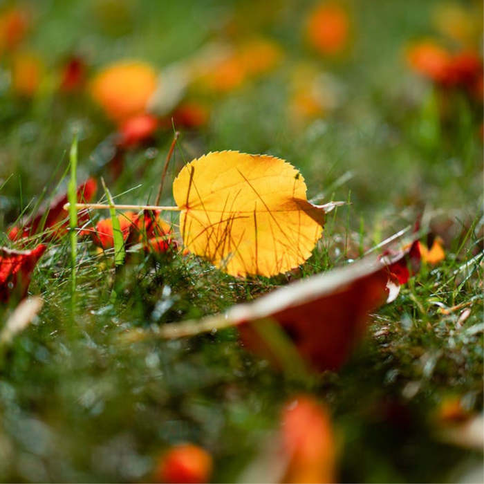hojas secas, poesias otoño, Poesías infantiles