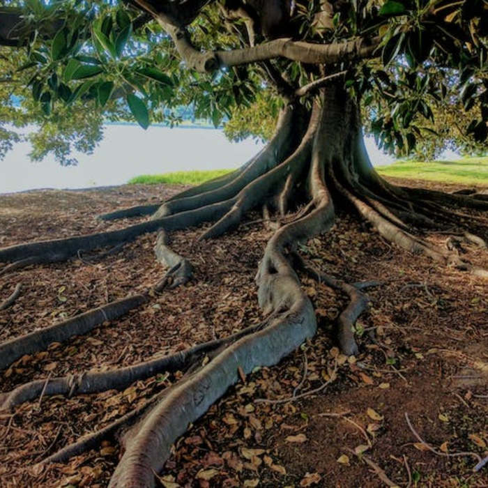 Poesías madre tierra, poemas, día de la tierra