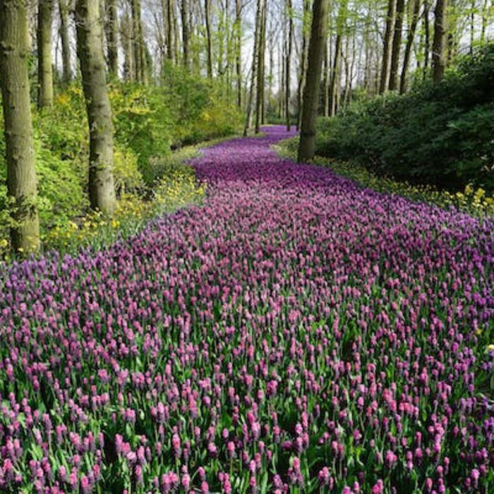 Renacimiento de la naturaleza: La primavera, poesías, poemas