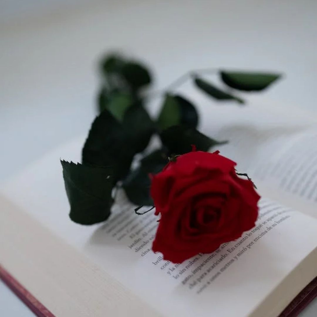 libro con rosa roja, Poesías día de Sant Jordi, Poesías día del libro