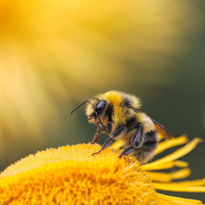 Abeja, Función de las abejas explicada para niños. ¿Cómo trabajan las abejas?, cuentos para niños,