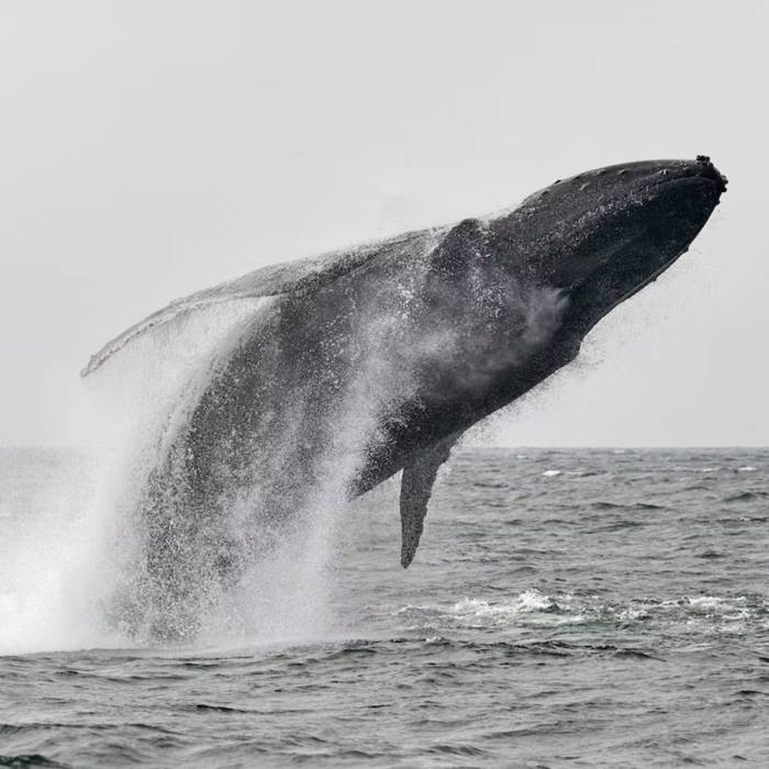 ballenas, cuentos sobre las ballenas, cuentos para niños