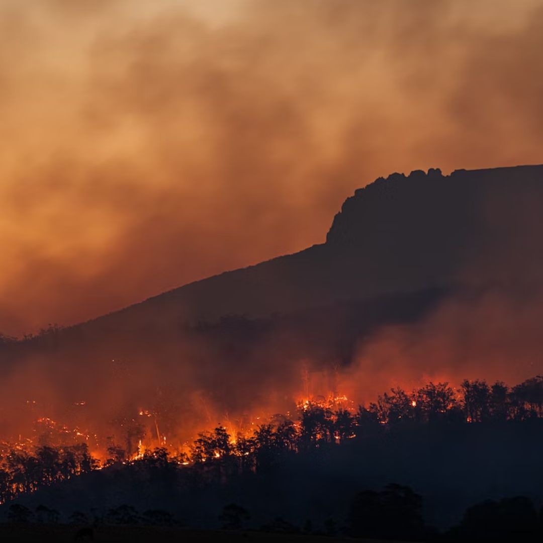 bosque, cuento sobre los incendios forestales