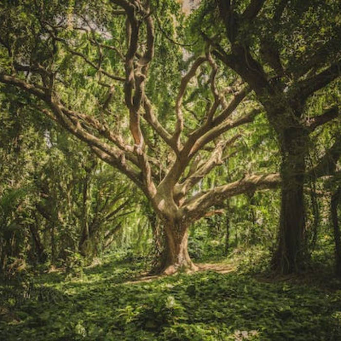 bosques, naturaleza, niños