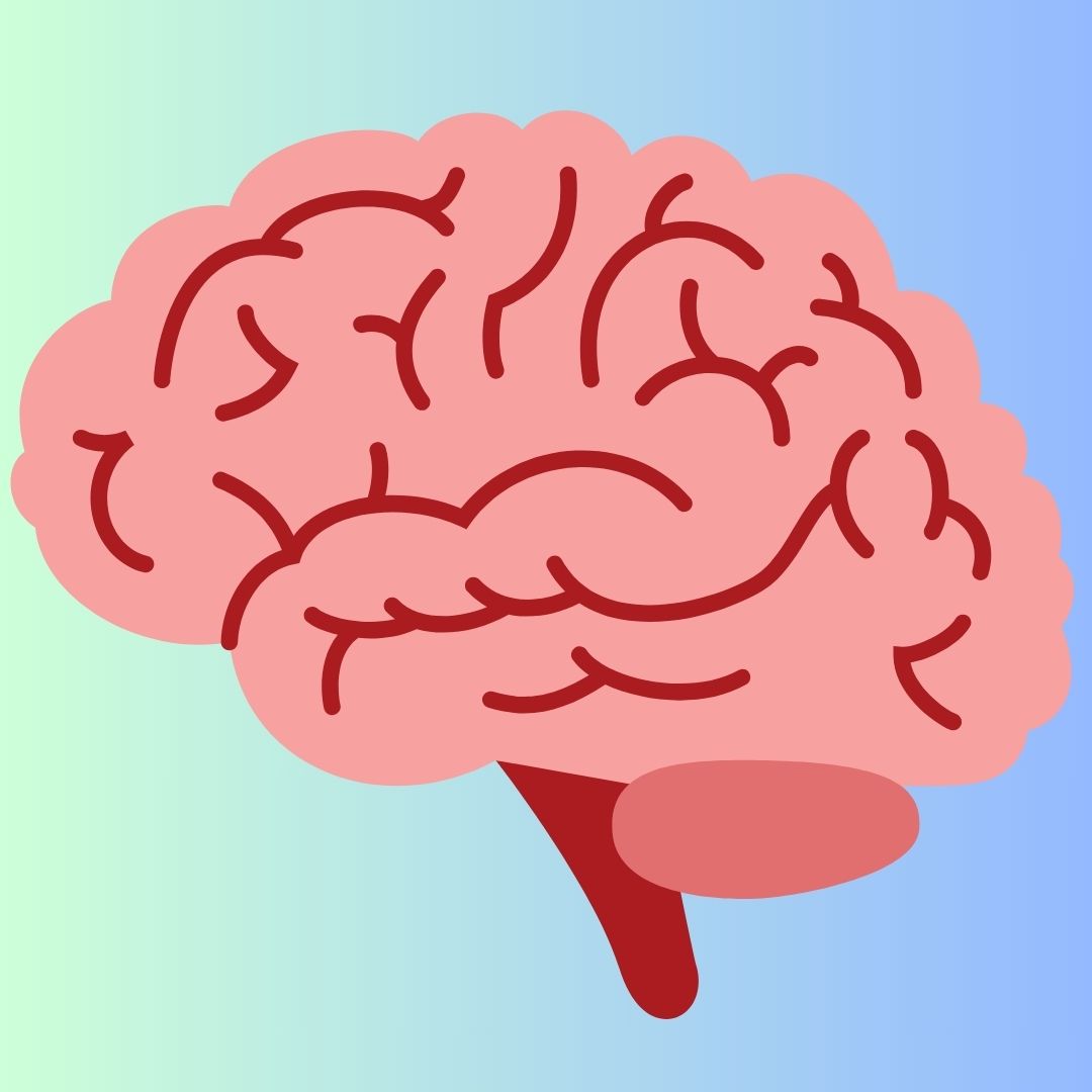 desarrollo cerebro, datos interesantes, niños,