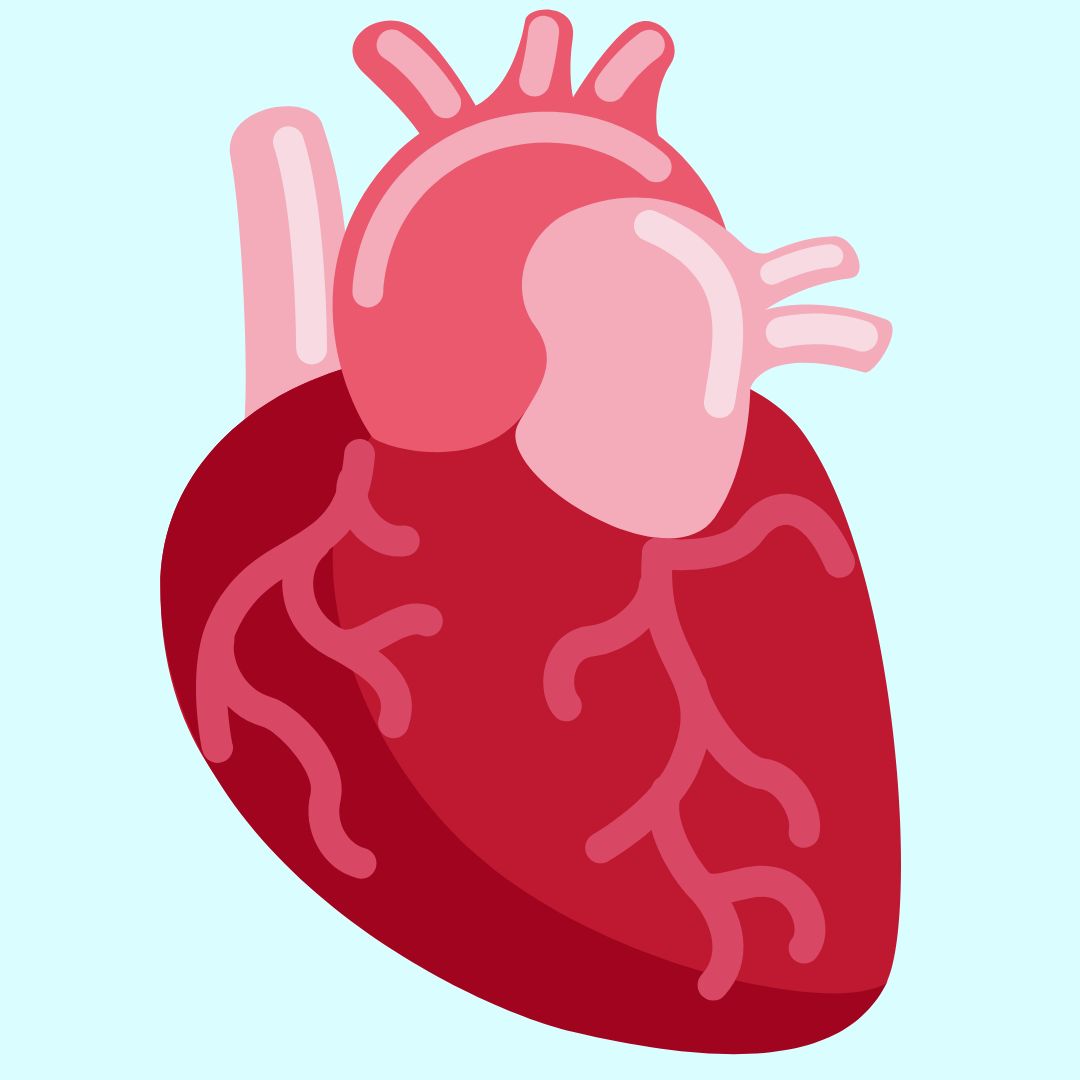 ¿Por qué late el corazón?, datos interesantes, niños,