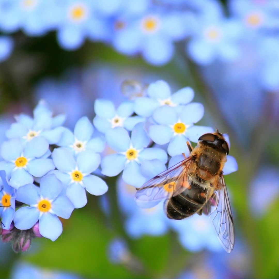 insectos, niños, curiosidades, abejas, 