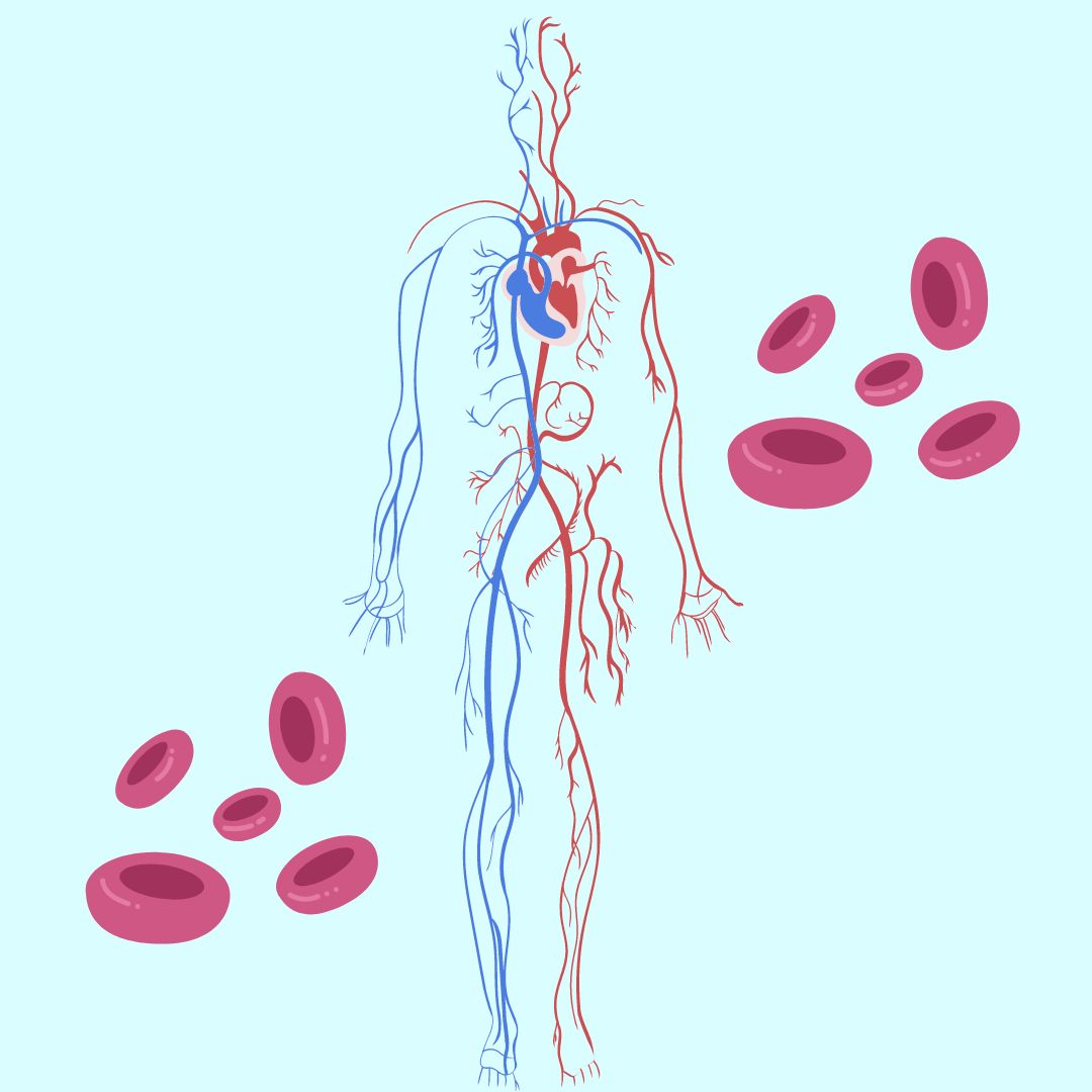 ¿Cuál es la diferencia entre venas y arterias?, datos interesantes, niños,