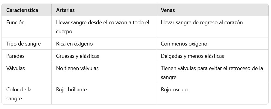 Diferencias venas arterias