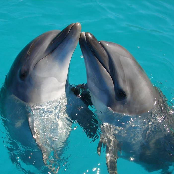 delfines, datos interesantes, niños, mamíferos marinos