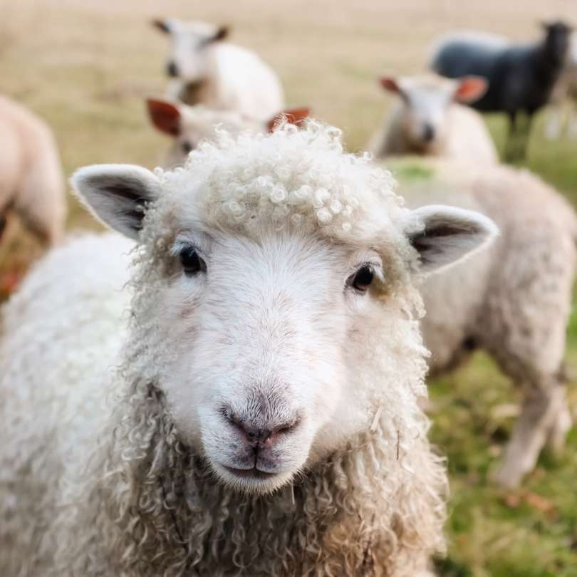 Los primeros animales domesticados