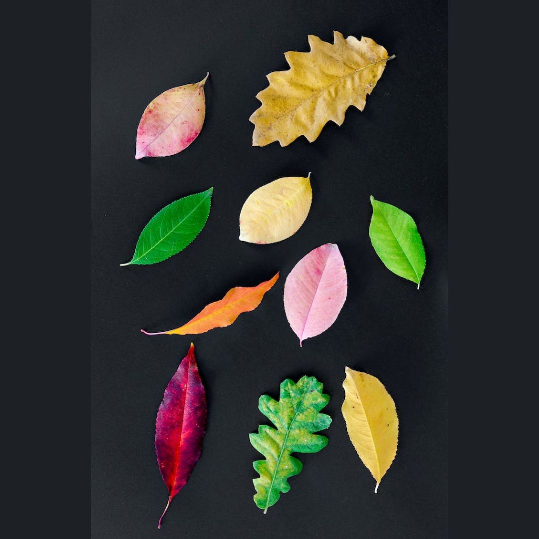 hojas de árboles, cambio de color, estaciones para niños, explicación, cuentos