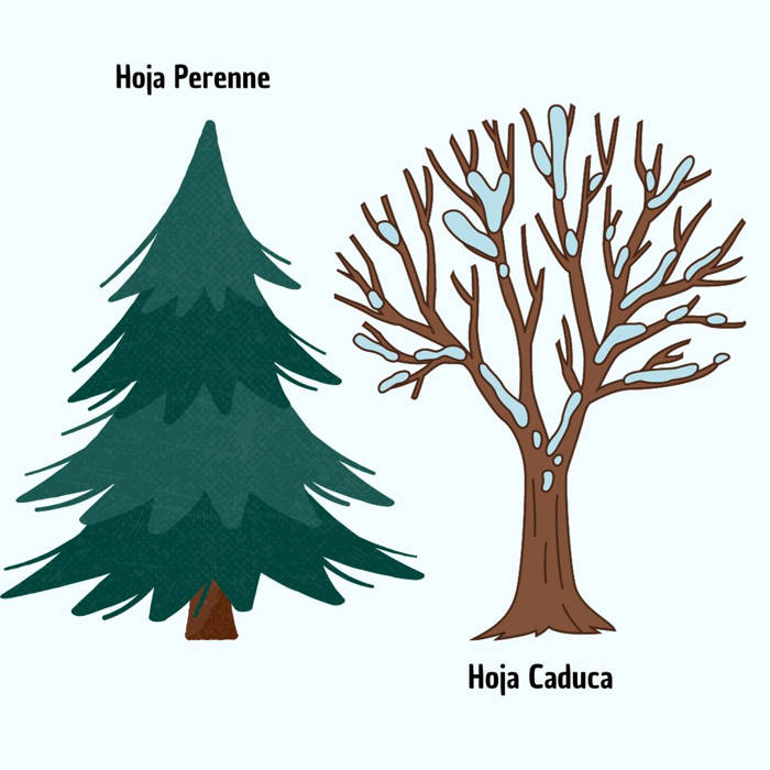 árboles, hoja perenne, hoja caduca, para niños, explicación, cuentos