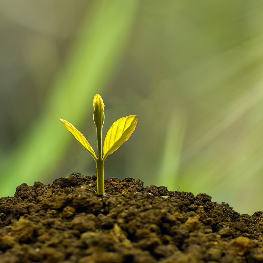 planta, partes de una planta