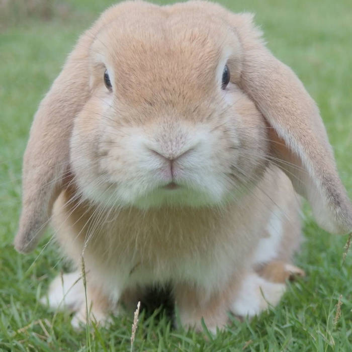 Peter Rabbit, cuento infantil, Beatrix Potter