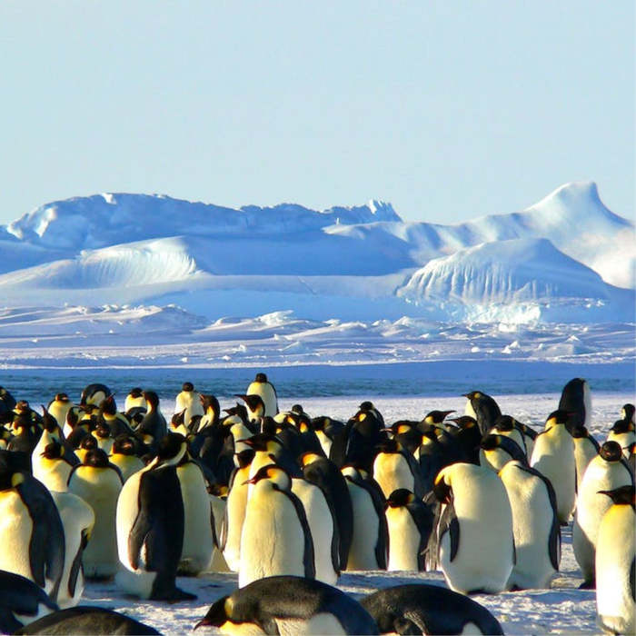 Pingüinos, cuentos sobre Pingüinos, cuentos para niños