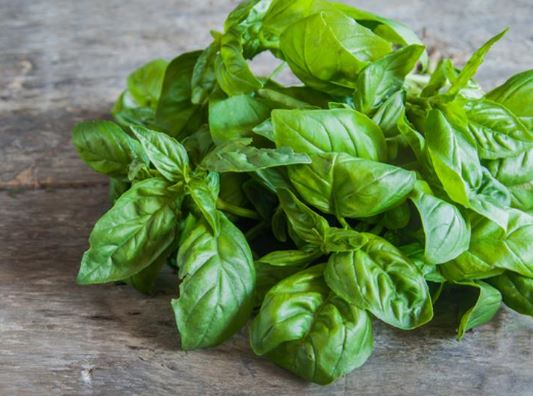 albahaca basil