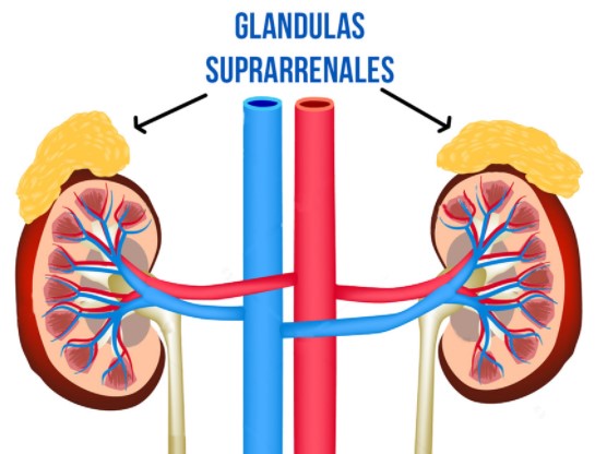 cancer suprarrenal