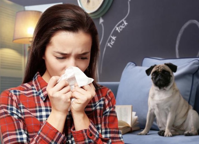 mascotas alergias