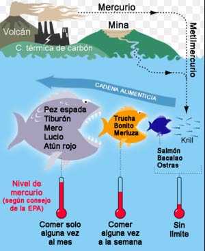 mercurio pescados