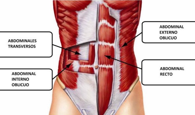 musculos abdominales