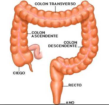 Mantener Sanos los Intestinos, Prevención Cáncer de Colon